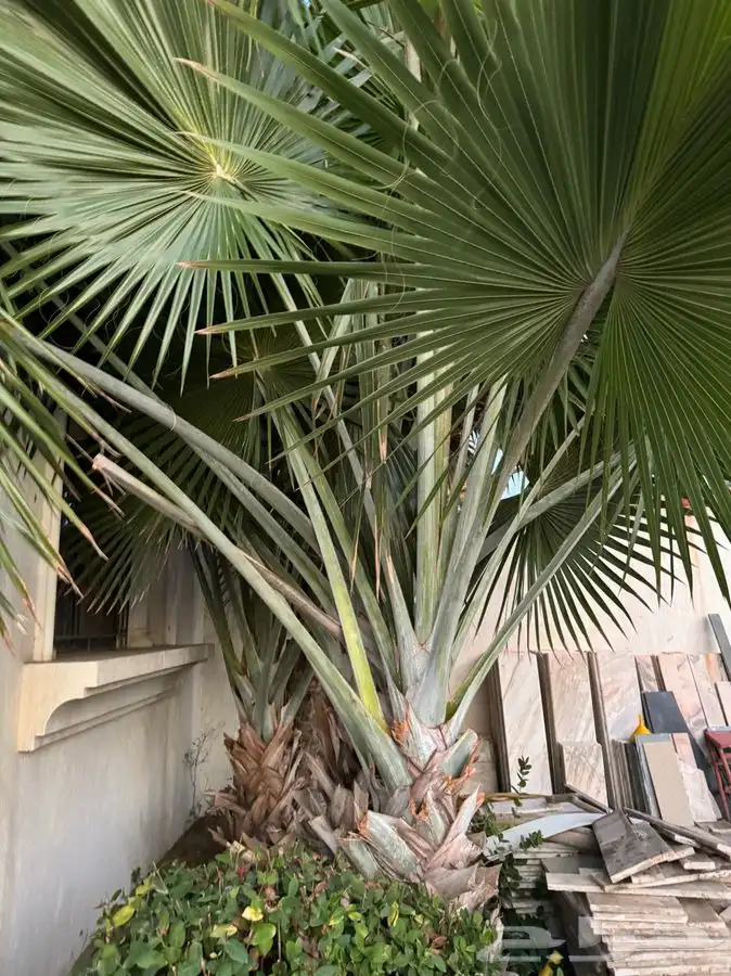 نخل Bismarckia Nobilis بسماركية نبيلة 5