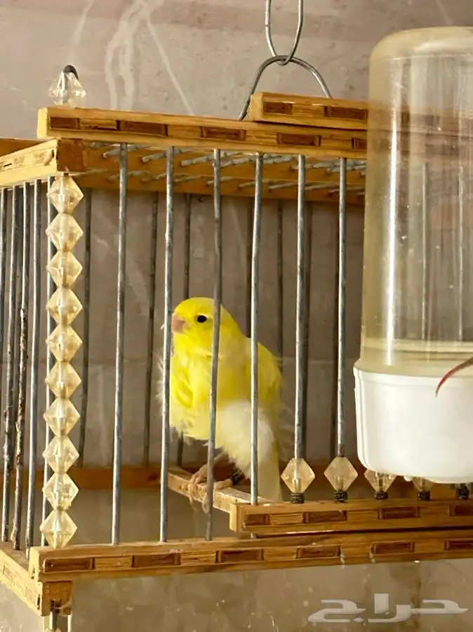 كناري مفتل ملفوف تم البيع 8