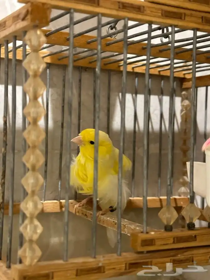 كناري مفتل ملفوف تم البيع 0