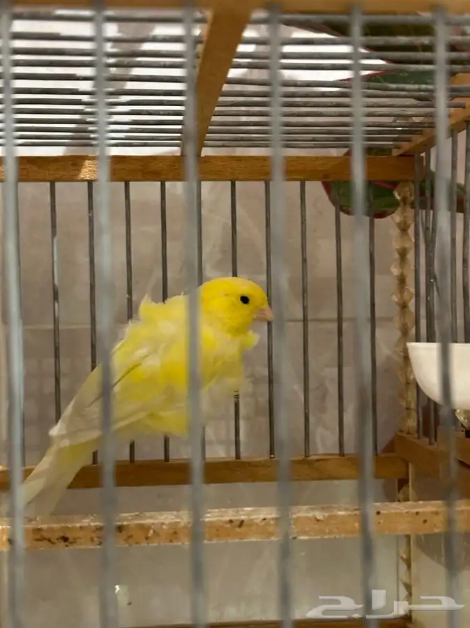 كناري مفتل ملفوف تم البيع 2