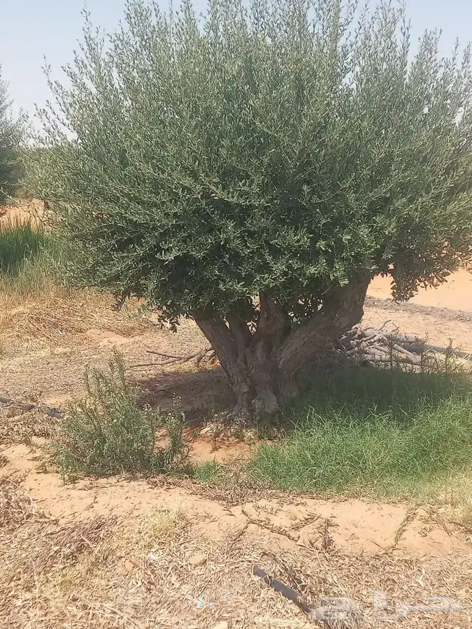 اشجار زيتون معمر قسم الزراعه لدى الشركه 20