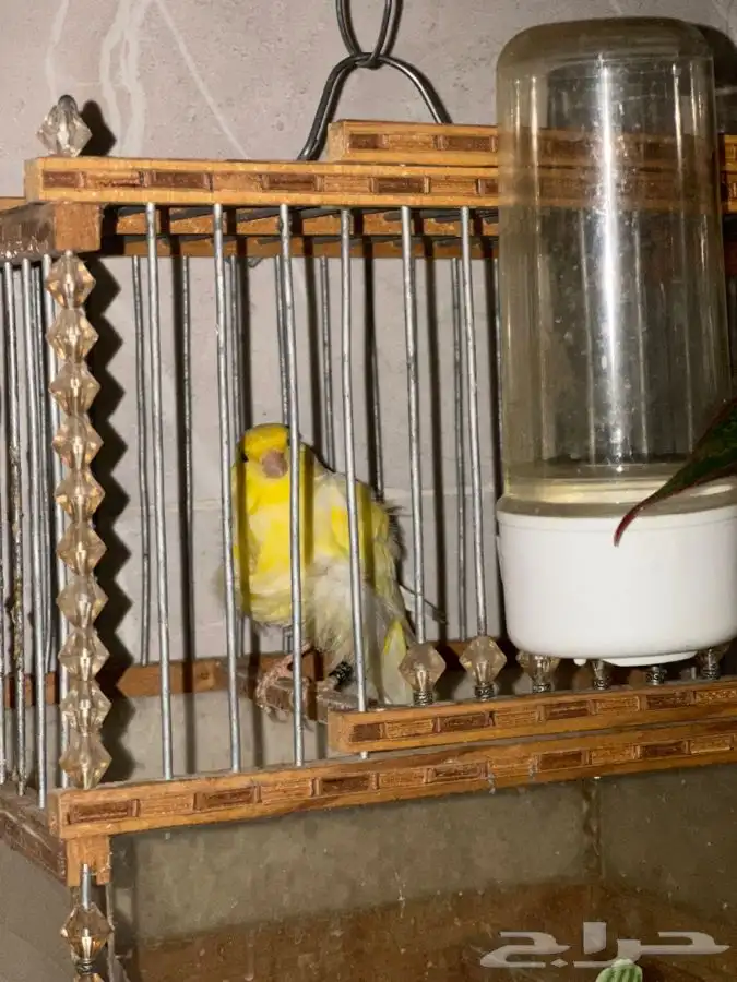 كناري مفتل ملفوف تم البيع 6