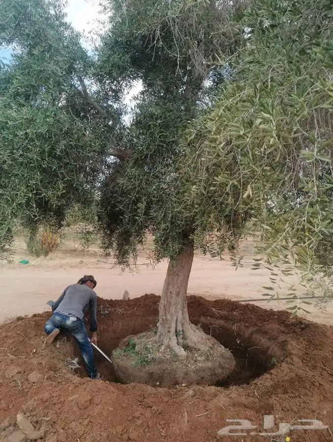 اشجار زيتون معمر قسم الزراعه لدى الشركه 30