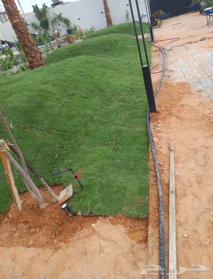 اشجار زيتون معمر قسم الزراعه لدى الشركه 62