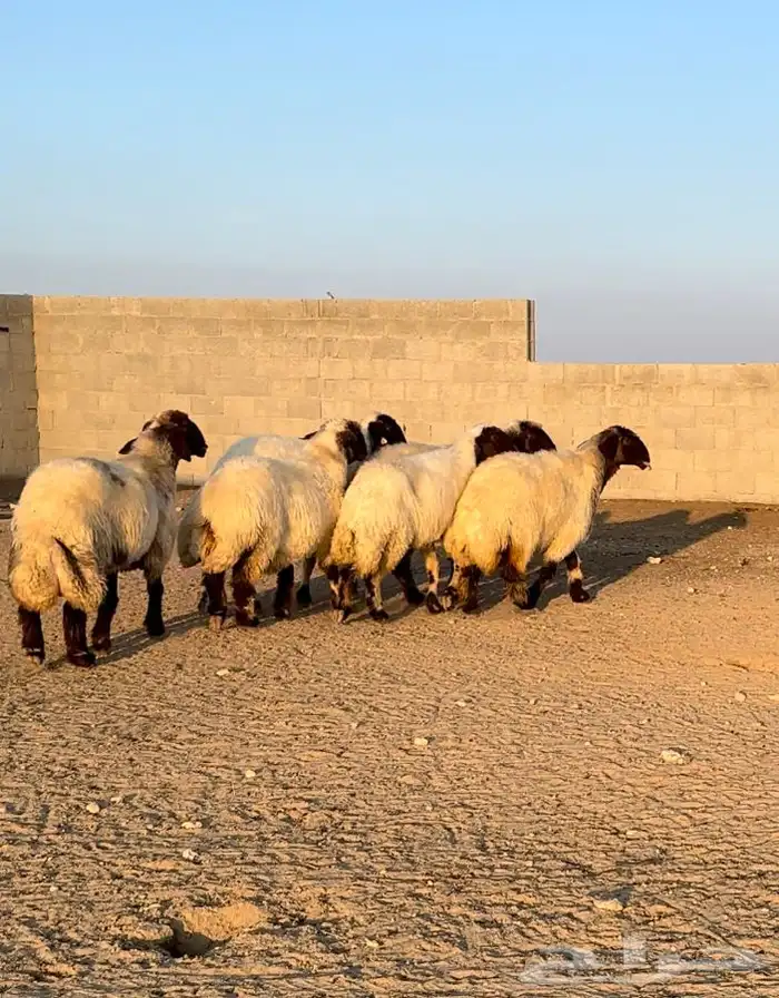 6 شياه غنم نعيم صنف معرفات فاخرة 9