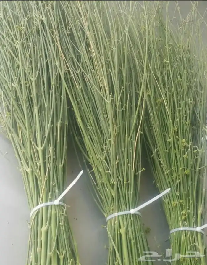 مرخ طازج للحنيذ والمندي يقطف يوم طلبك 0