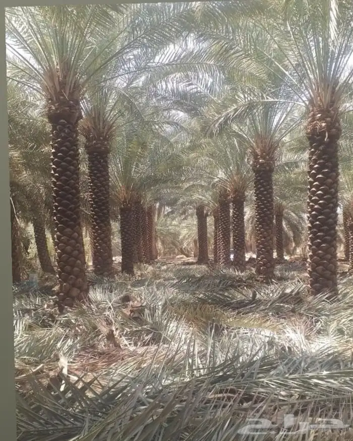 اشجار زيتون معمر قسم الزراعه لدى الشركه 84