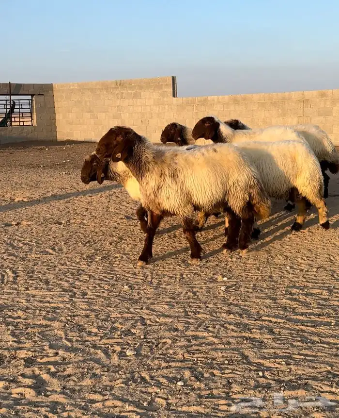 6 شياه غنم نعيم صنف معرفات فاخرة 8