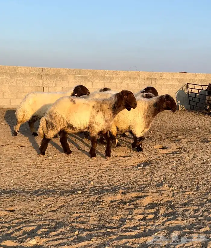 6 شياه غنم نعيم صنف معرفات فاخرة 7