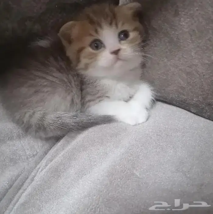 فندقةقطط و تزاوج ذكرسكوتش ستريتNY25 5