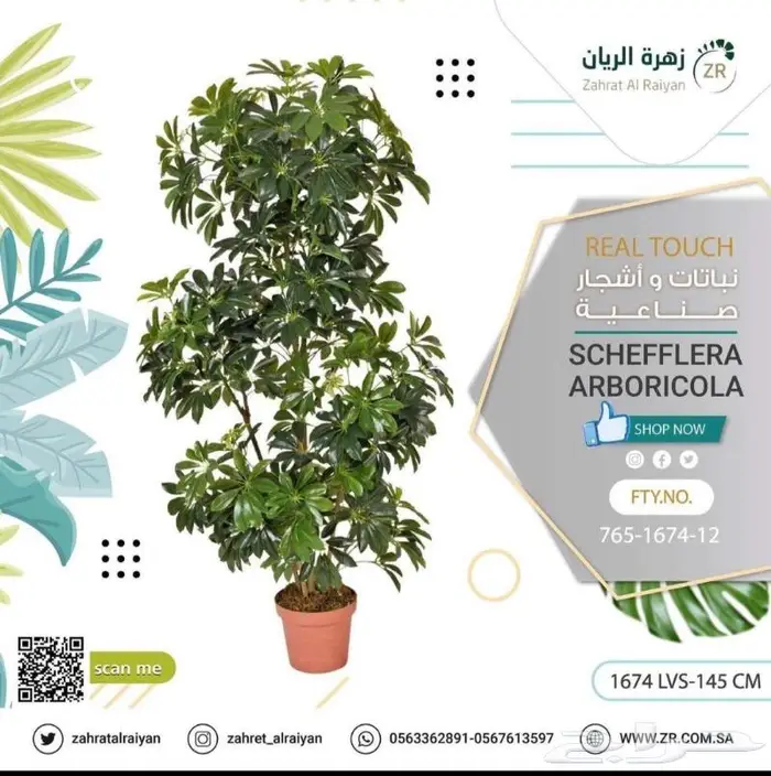 اشجار طبيعية وصناعية 5