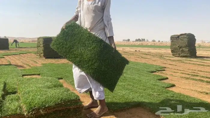 اشجار زيتون معمر قسم الزراعه لدى الشركه 4