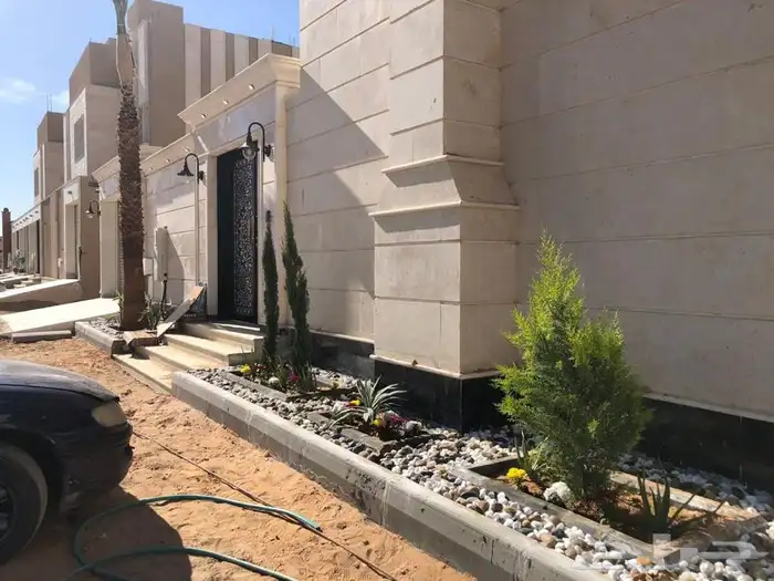 اشجار زيتون معمر قسم الزراعه لدى الشركه 48