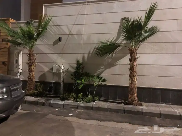 اشجار زيتون معمر قسم الزراعه لدى الشركه 43