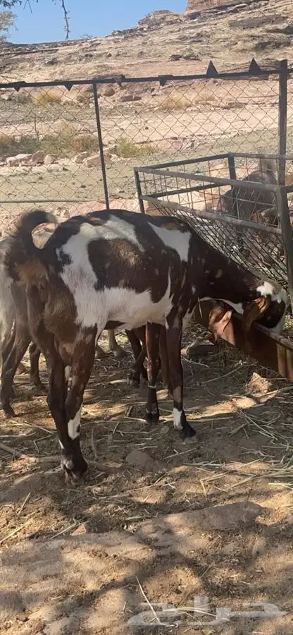 عنز بنجابية صافي فاخرة( تم البيع ) 0