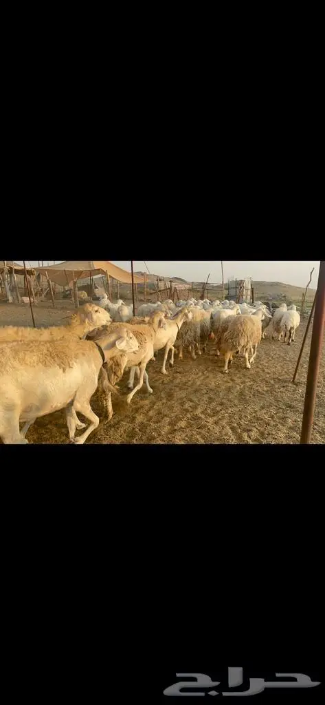 غنم حرية جروم صنف وحرش 33 0