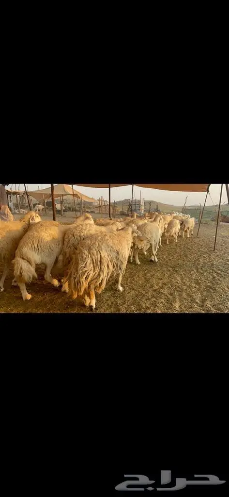 غنم حرية جروم صنف وحرش 33 1