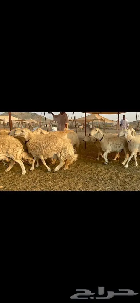 غنم حرية جروم صنف وحرش 33 2