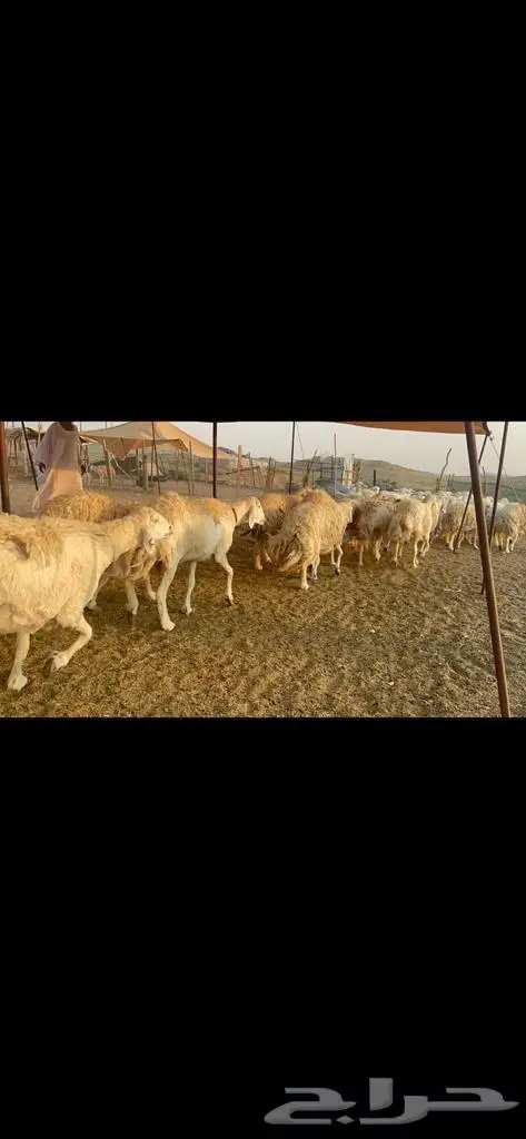 غنم حرية جروم صنف وحرش 33 3