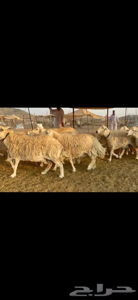 غنم حرية جروم صنف وحرش 33 4