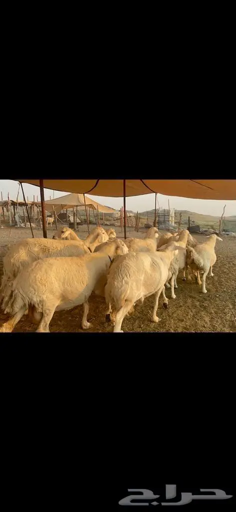 غنم حرية جروم صنف وحرش 33 5