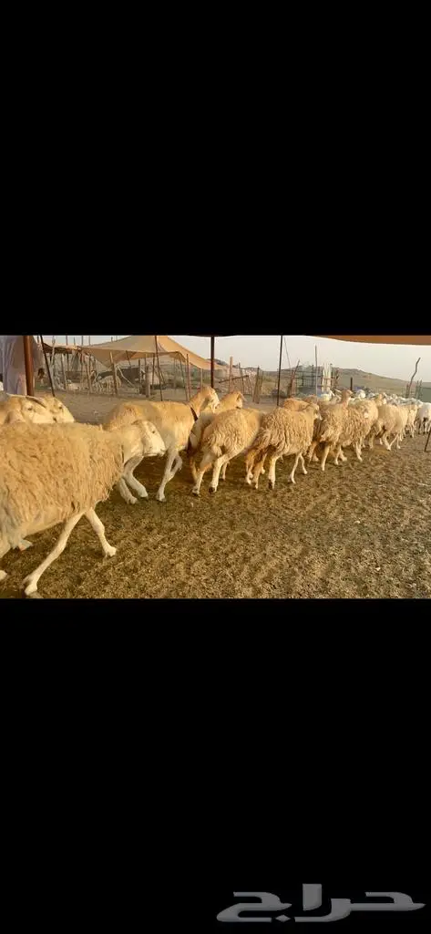 غنم حرية جروم صنف وحرش 33 6