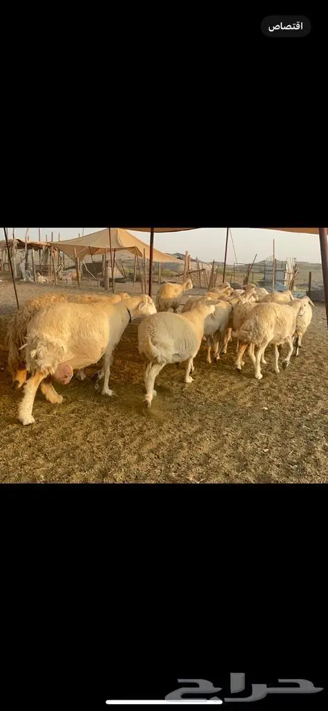 غنم حرية جروم صنف وحرش 33 7