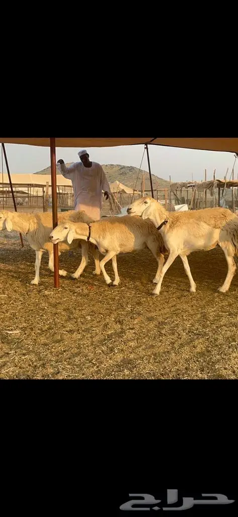 غنم حرية جروم صنف وحرش 33 9