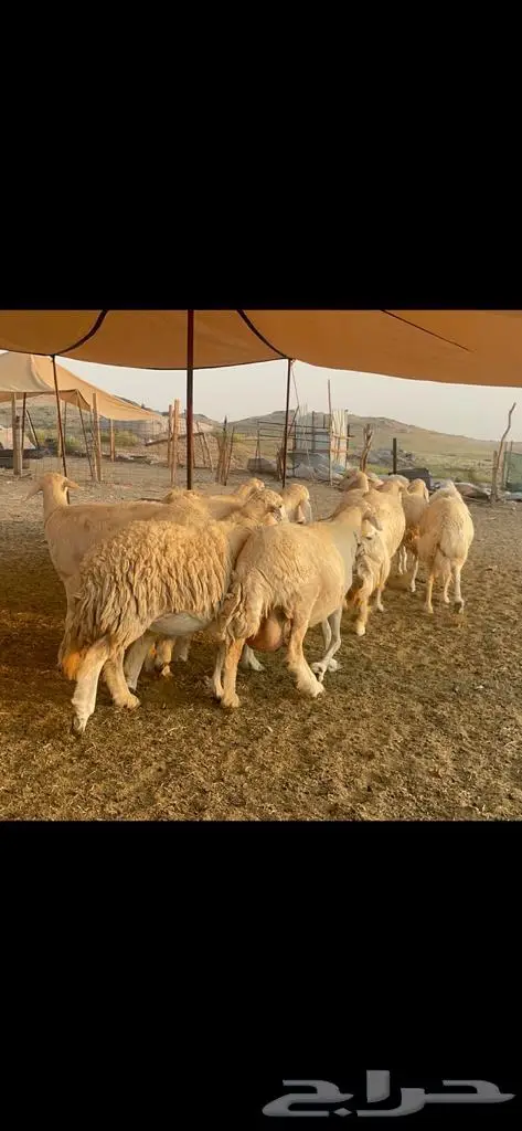 غنم حرية جروم صنف وحرش 33 8