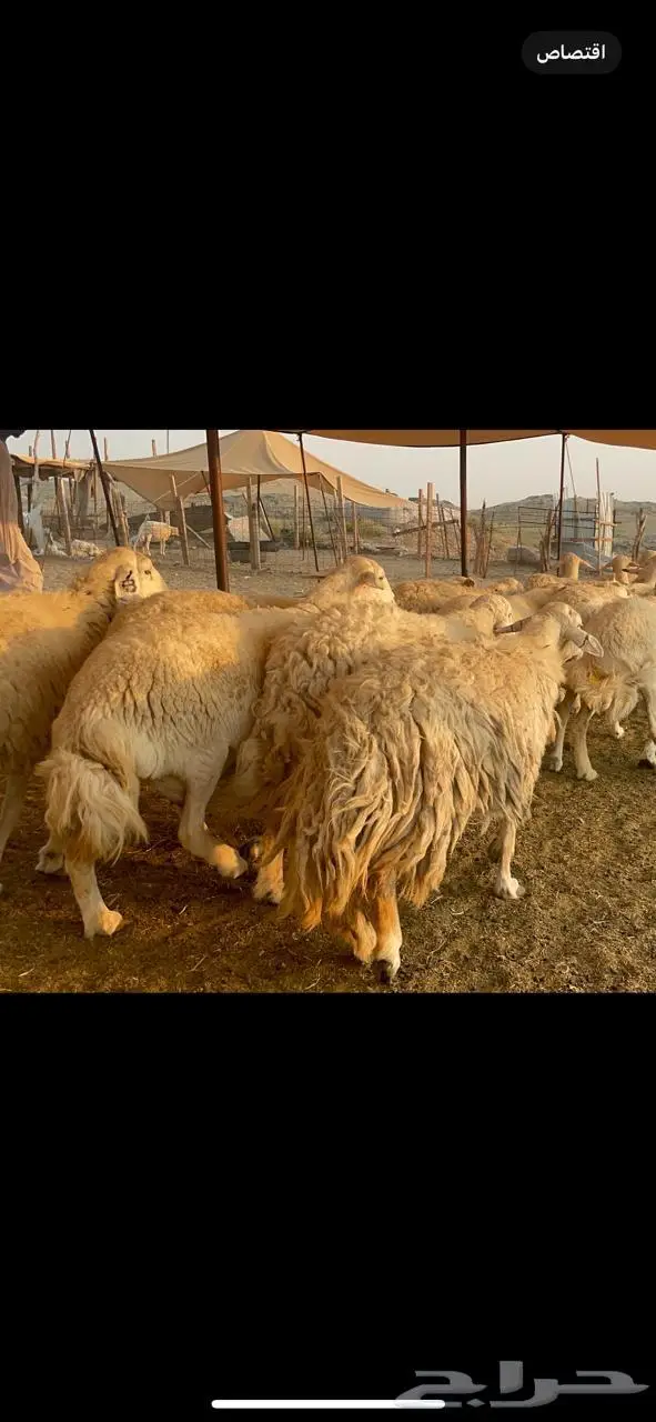غنم حرية جروم صنف وحرش 33 10
