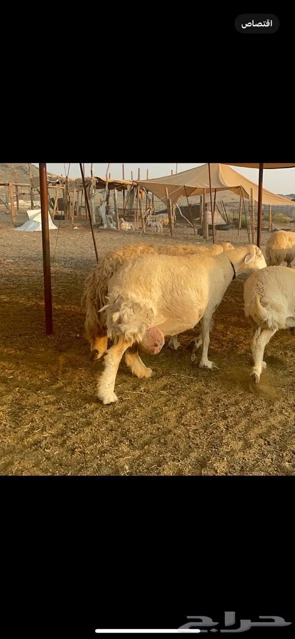 غنم حرية جروم صنف وحرش 33 11