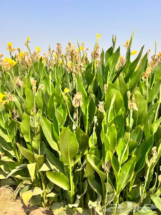 أشجار وشتلات للكميات 2