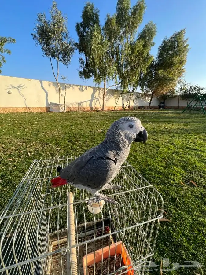 تم البيع ببغاء كاسكو أليف جدا مناسب للاطفال و متكلم 3