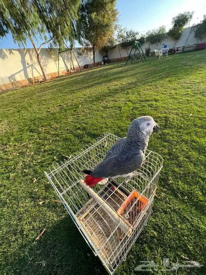 تم البيع ببغاء كاسكو أليف جدا مناسب للاطفال و متكلم 5