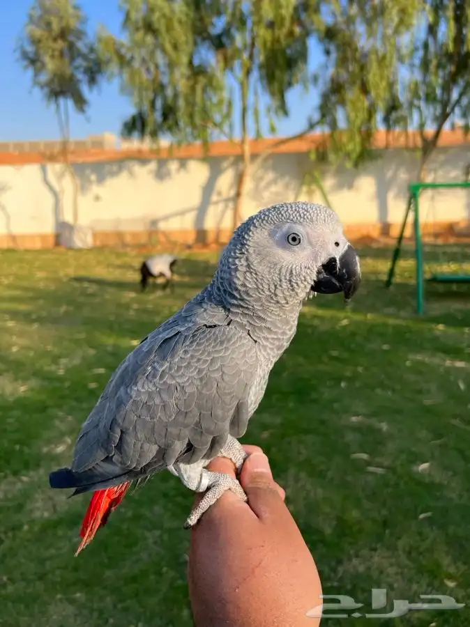 تم البيع ببغاء كاسكو أليف جدا مناسب للاطفال و متكلم 1