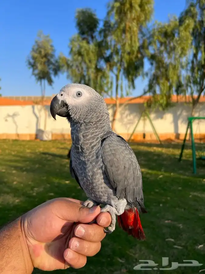 تم البيع ببغاء كاسكو أليف جدا مناسب للاطفال و متكلم 0