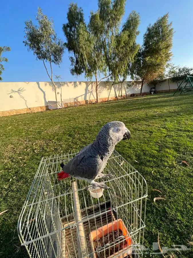 تم البيع ببغاء كاسكو أليف جدا مناسب للاطفال و متكلم 4