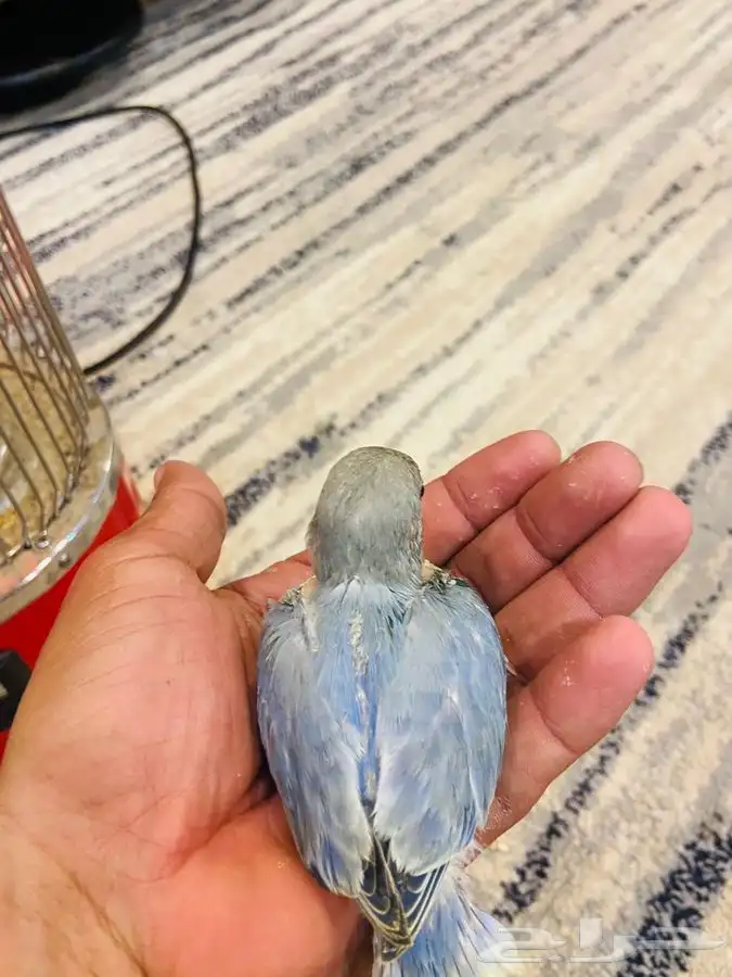 جميع انواع الطيور الليف وغيرالليف 12