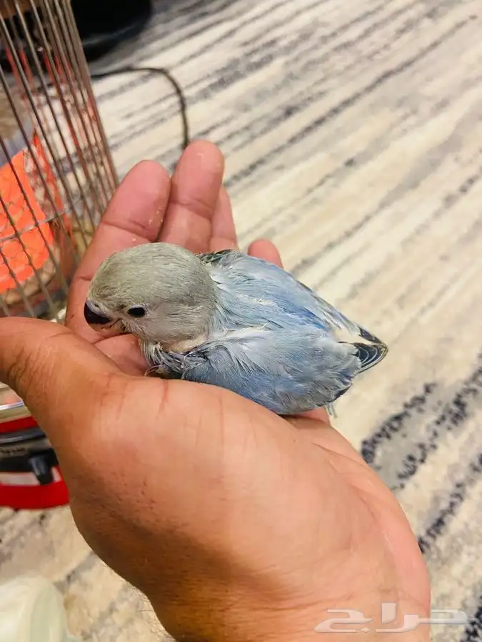 جميع انواع الطيور الليف وغيرالليف 13