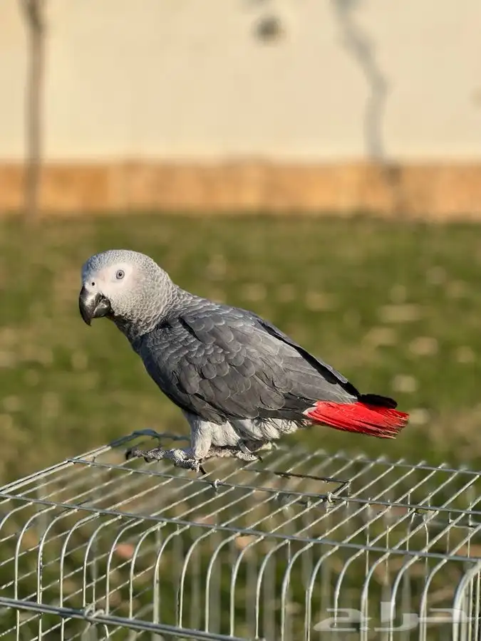 تم البيع ببغاء كاسكو أليف جدا مناسب للاطفال و متكلم 2