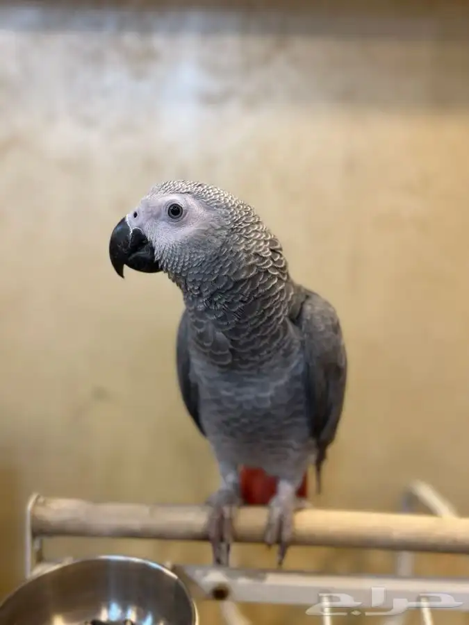 تم البيع ببغاء كاسكو أليف جدا مناسب للاطفال و متكلم 6