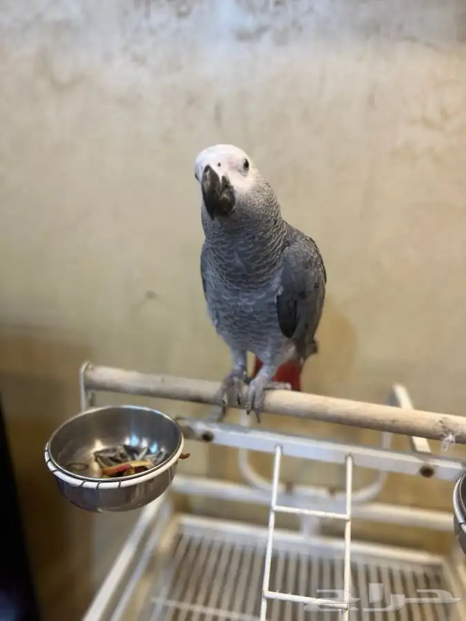 تم البيع ببغاء كاسكو أليف جدا مناسب للاطفال و متكلم 9