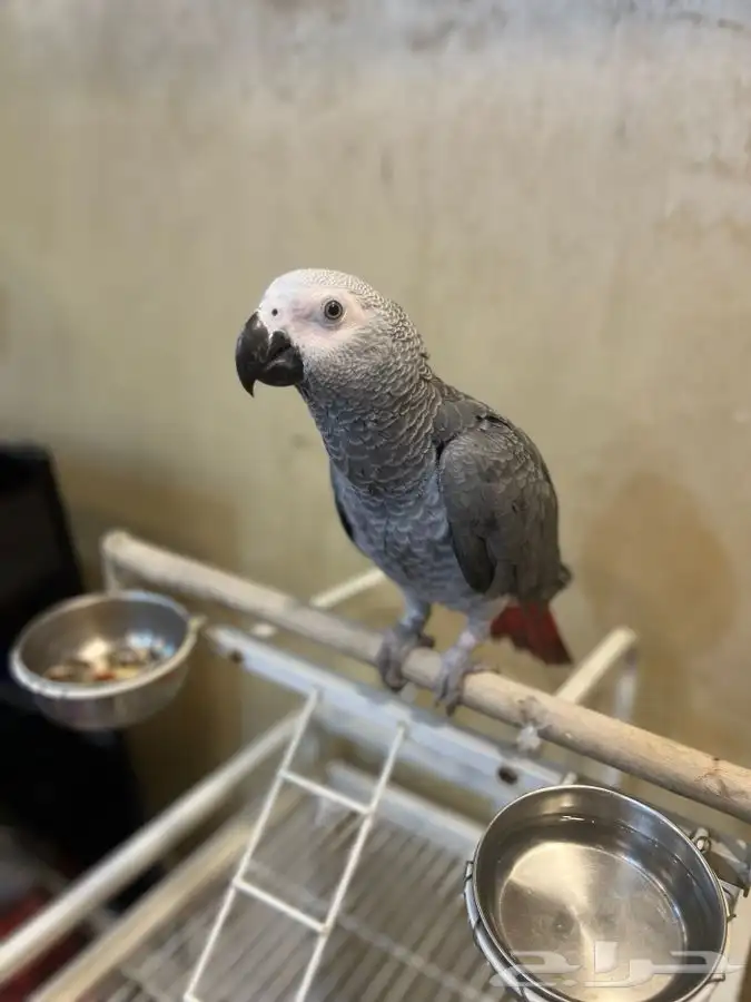 تم البيع ببغاء كاسكو أليف جدا مناسب للاطفال و متكلم 8