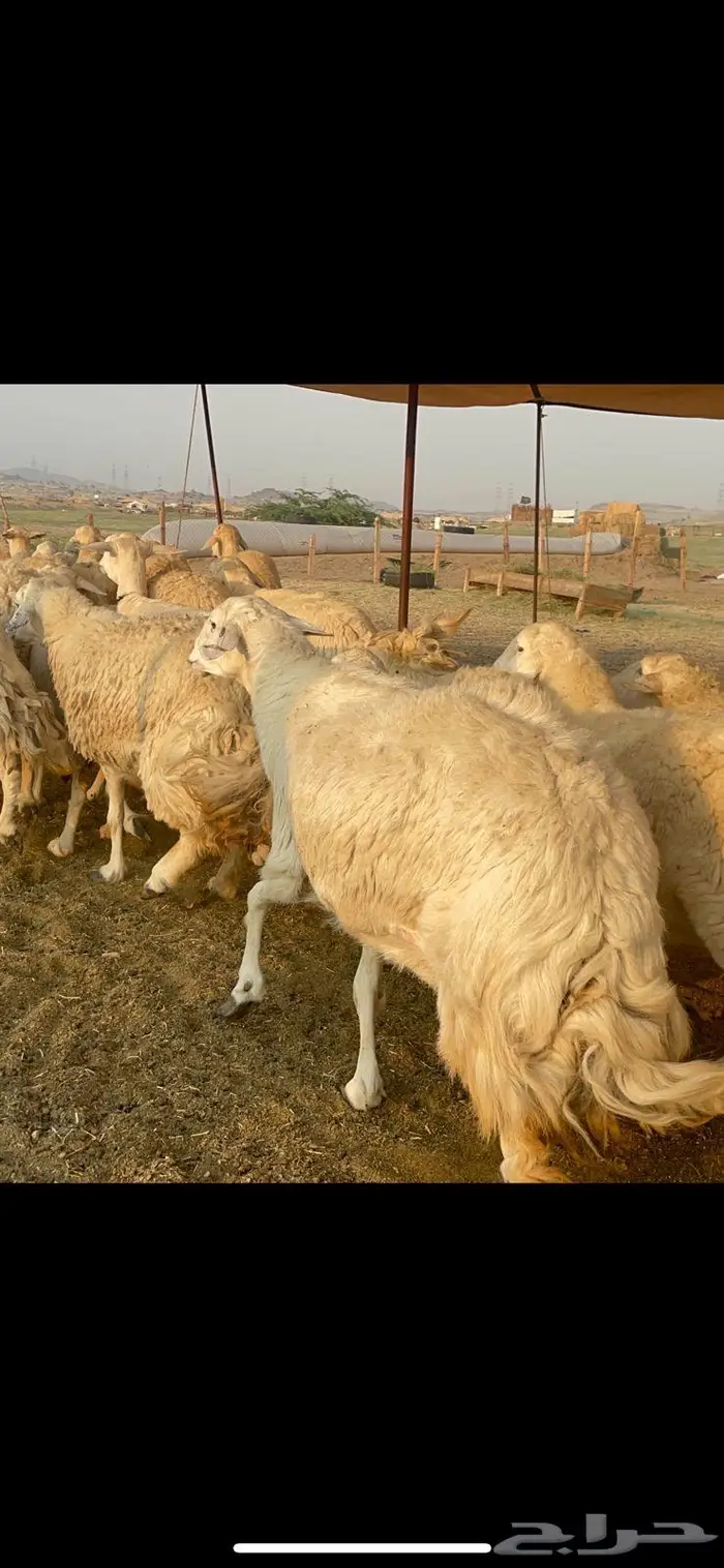 غنم حرية جروم صنف وحرش 33 12