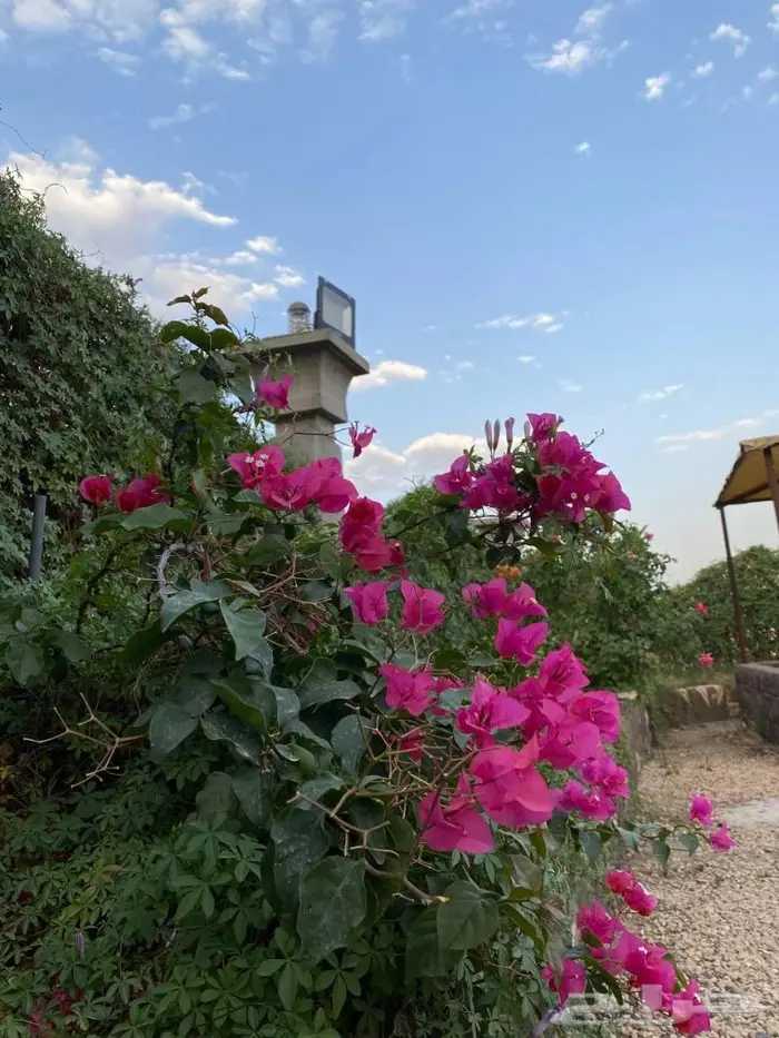 منتجع 5