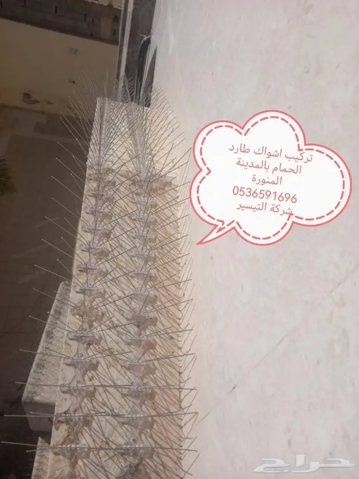 شركة مكافحة الطيور بالمدينة المنورة 1