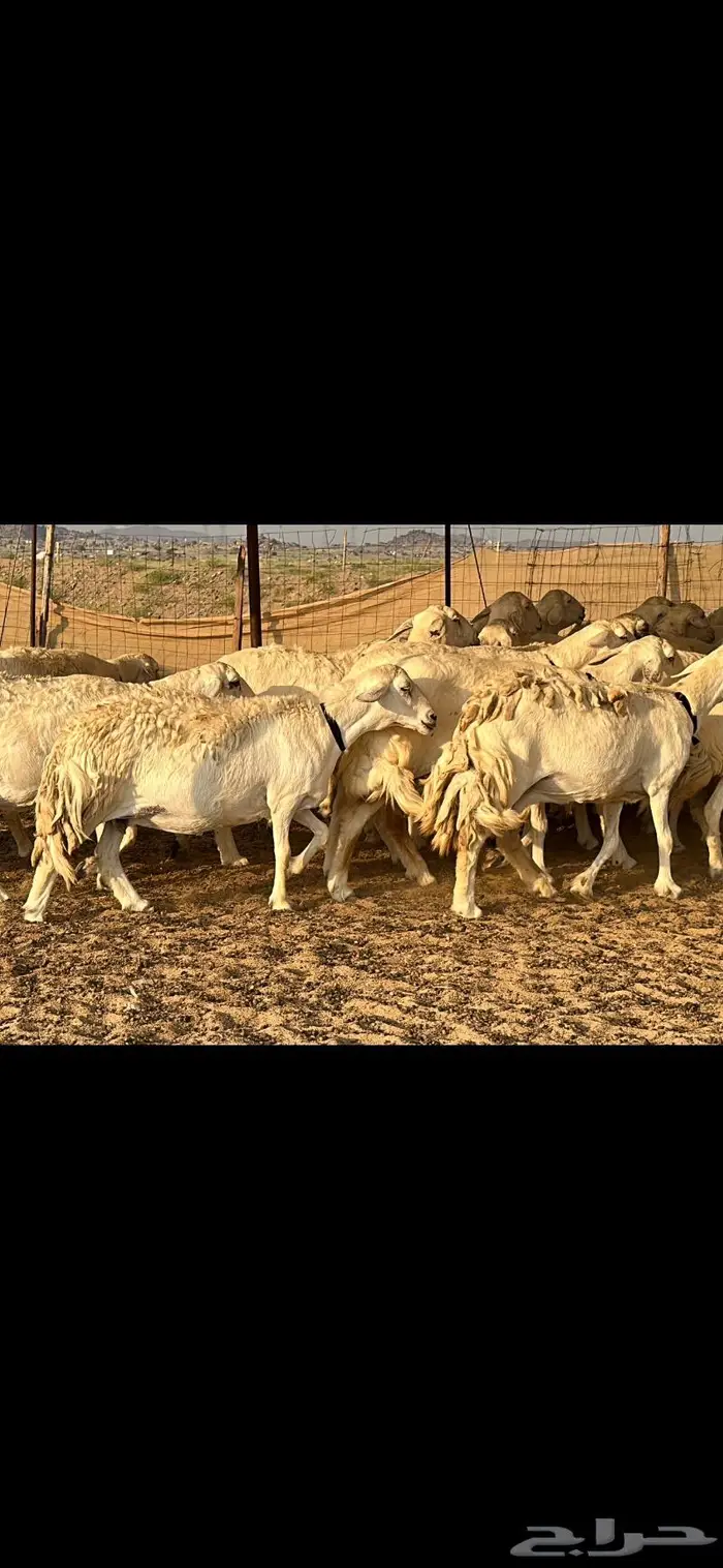 حريات صنف الصنف 12