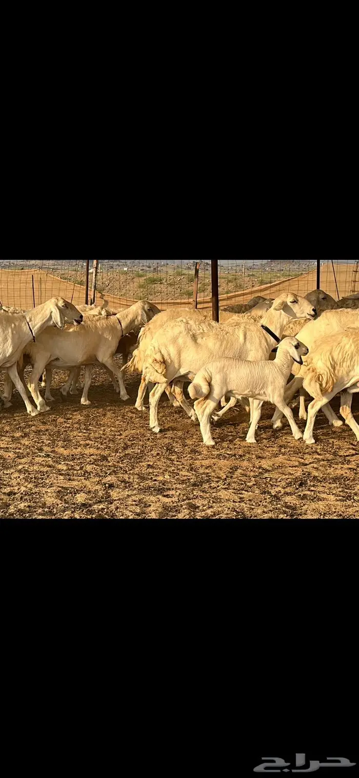 حريات صنف الصنف 1