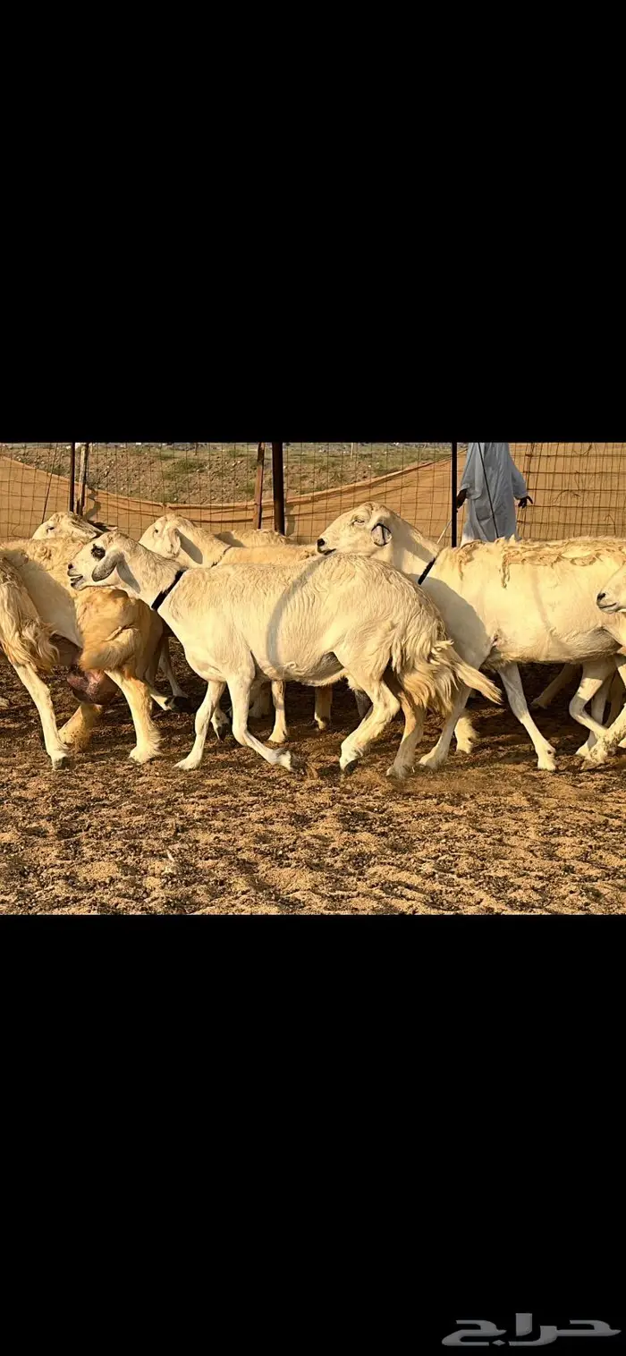 حريات صنف الصنف 18