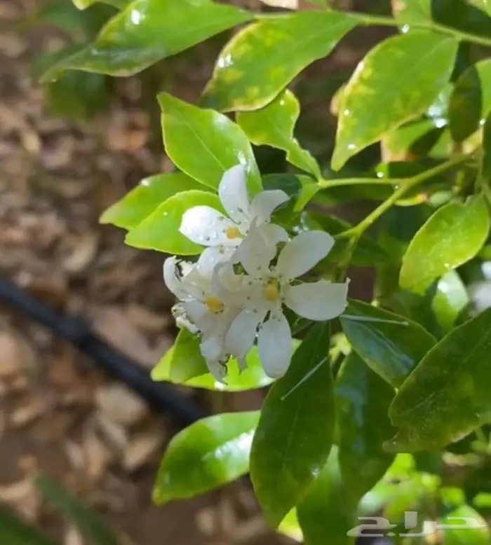 شتلات ياسمين مورايا 1